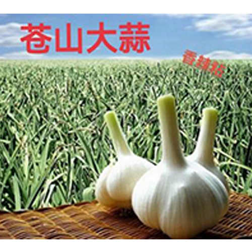 大蒜的挑选小窍门